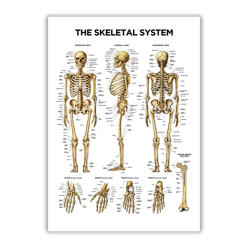The Skeletal System – Canvas Wall Art