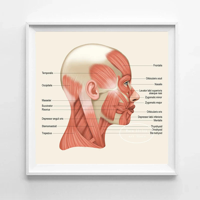 Facial & Neck Muscles Anatomy