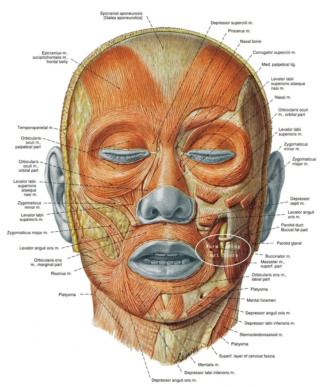 Detailed Head Muscle Diagram