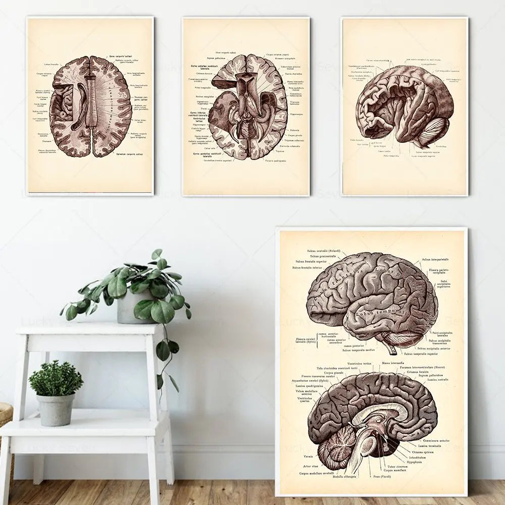 Vintage Human Brain Anatomy Canvas Poster