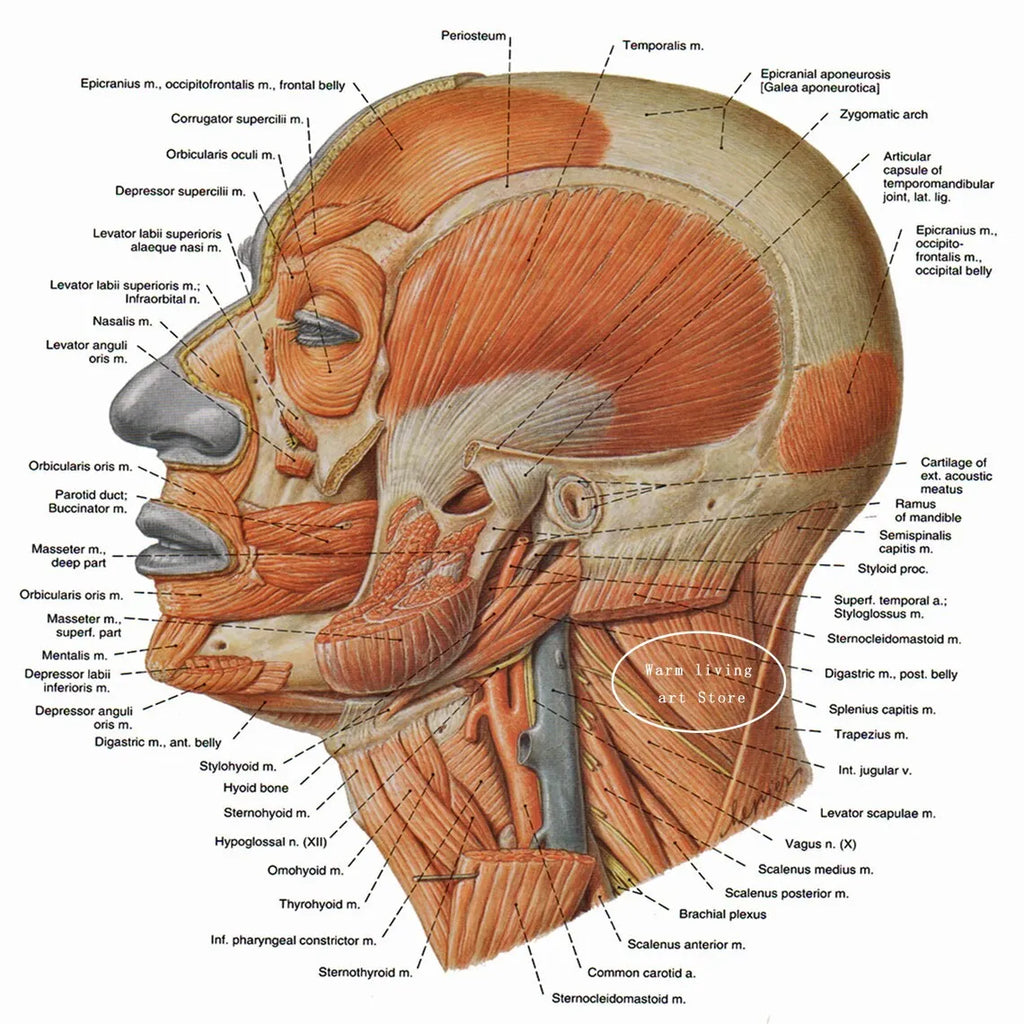 Detailed Head Muscle Diagram