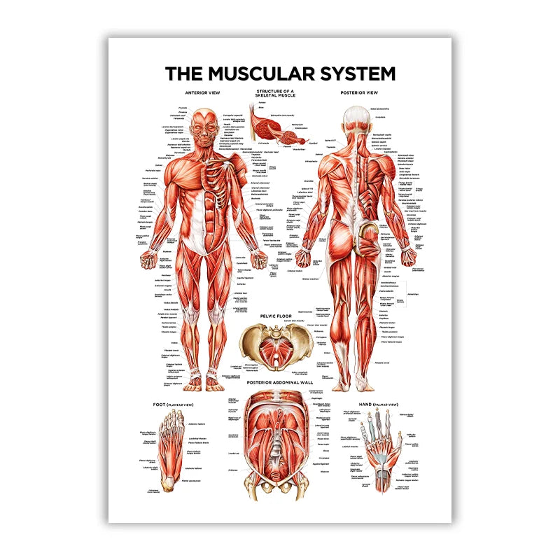 The Muscular System – Canvas Wall Art