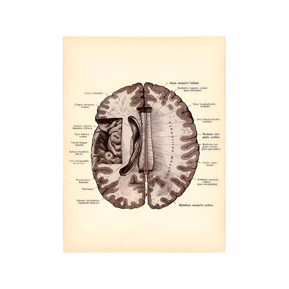 Vintage Human Brain Anatomy Canvas Poster