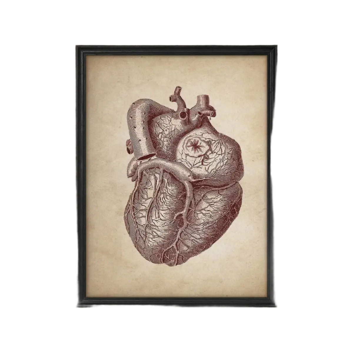 Vintage Human Heart Anatomy Medical