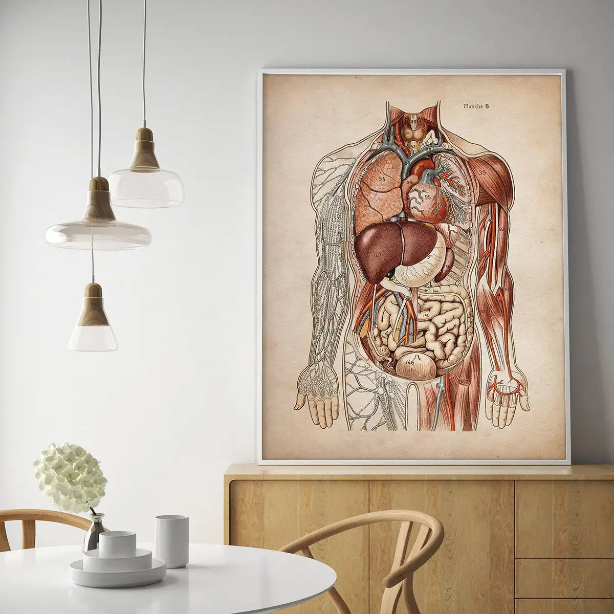 Vintage Human Anatomy Poster – Muscular & Organ System