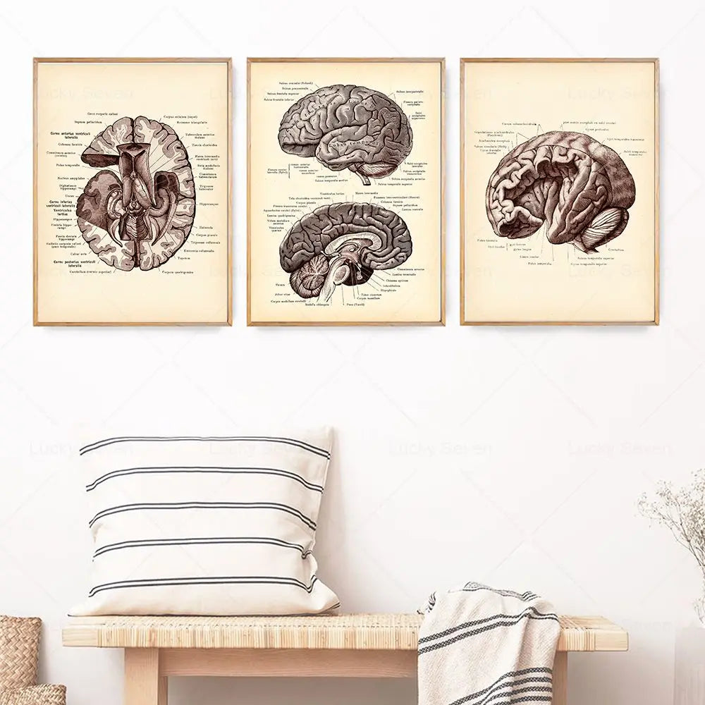 Vintage Human Brain Anatomy Canvas Poster