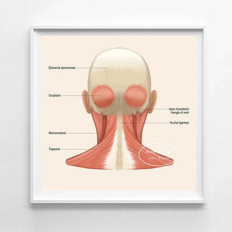 Facial & Neck Muscles Anatomy