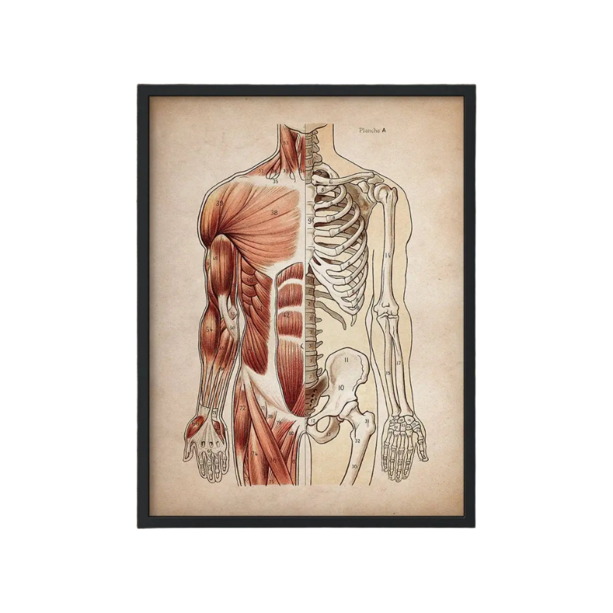 Vintage Human Anatomy Poster – Muscular & Organ System