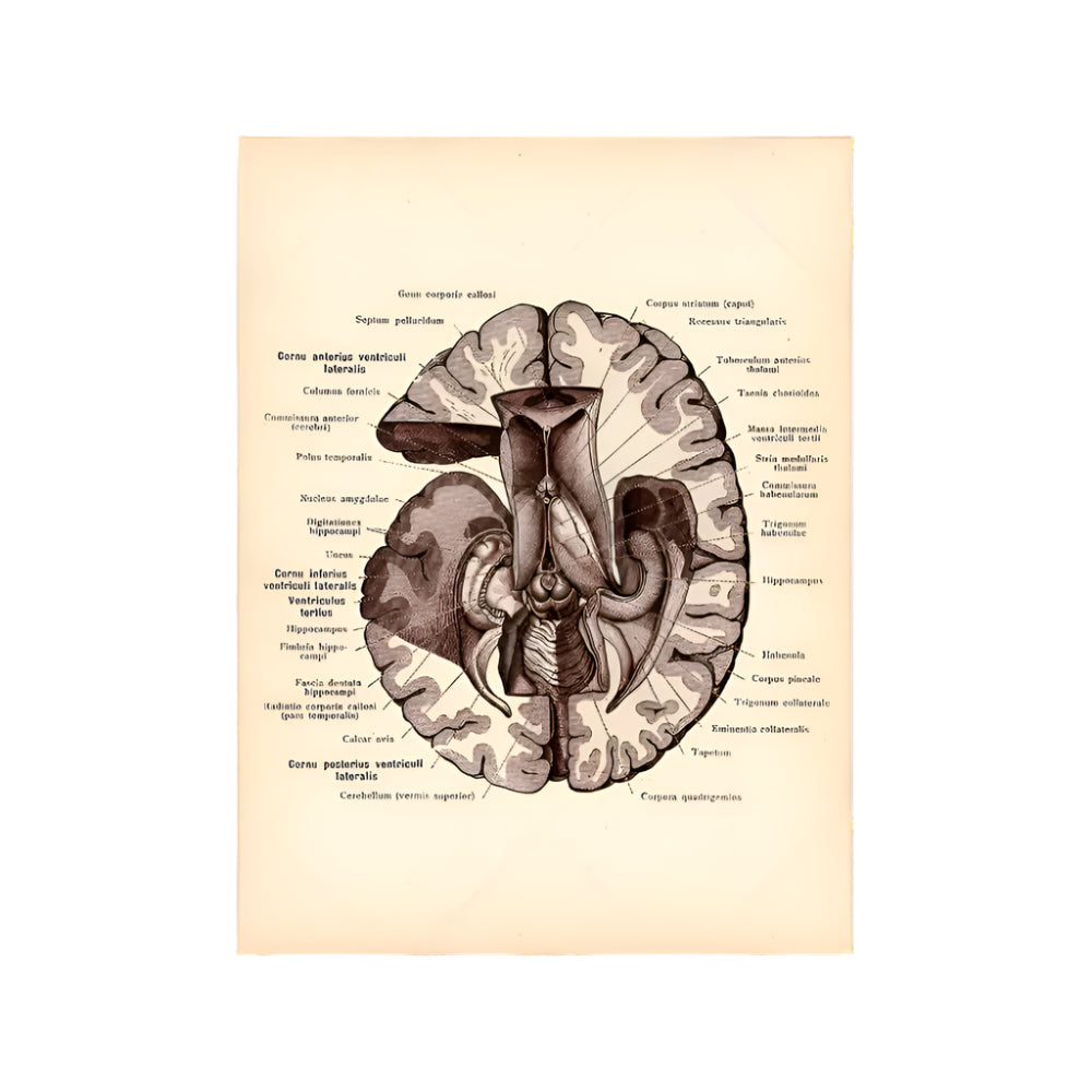 Vintage Human Brain Anatomy Canvas Poster