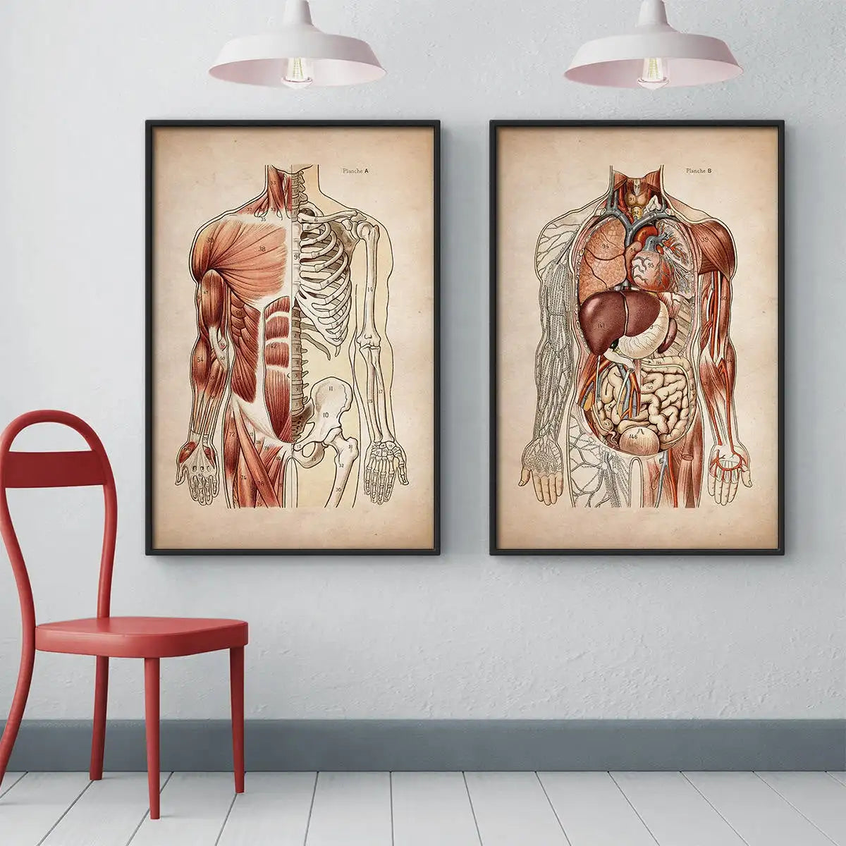 Vintage Human Anatomy Poster – Muscular & Organ System