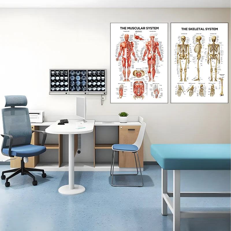 The Muscular System – Canvas Wall Art