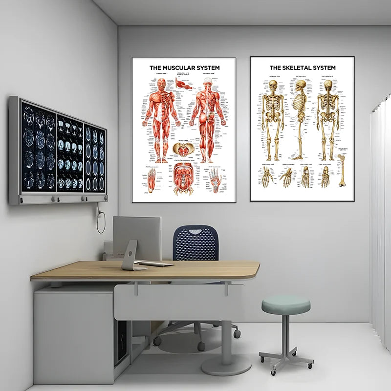 The Muscular System – Canvas Wall Art