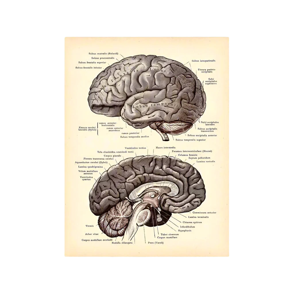 Vintage Human Brain Anatomy Canvas Poster