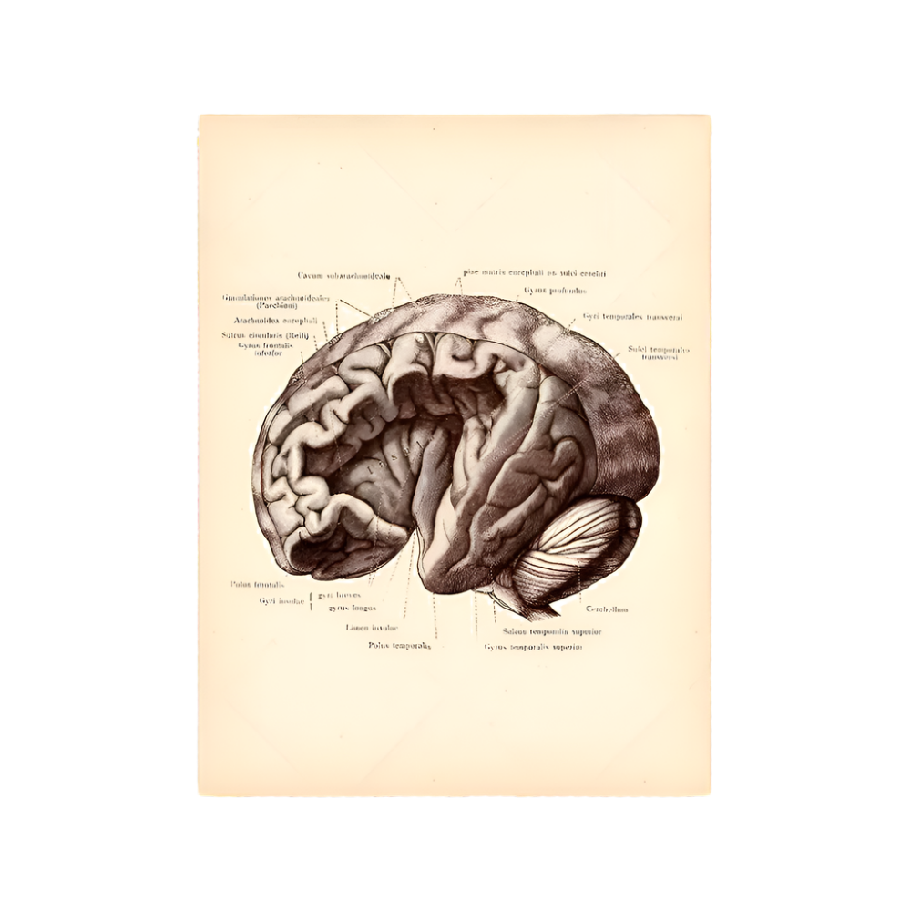 Vintage Human Brain Anatomy Canvas Poster