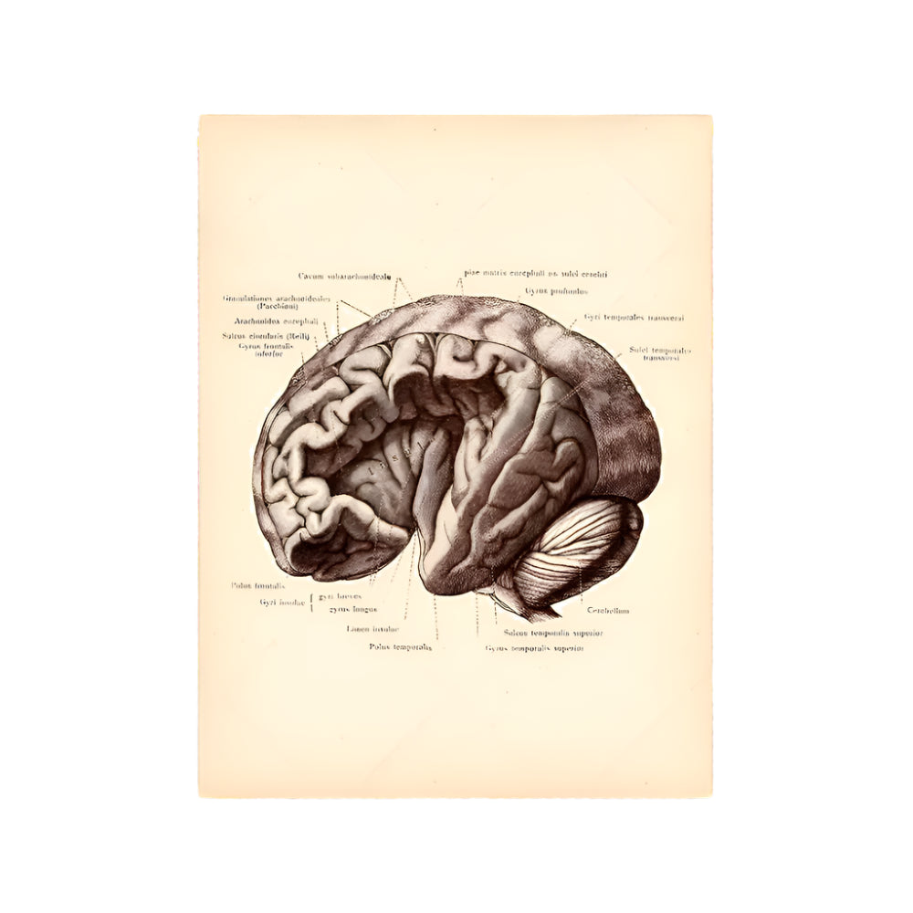 Vintage Human Brain Anatomy Canvas Poster