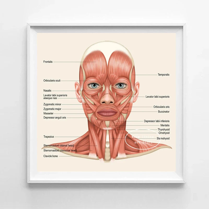 Facial & Neck Muscles Anatomy