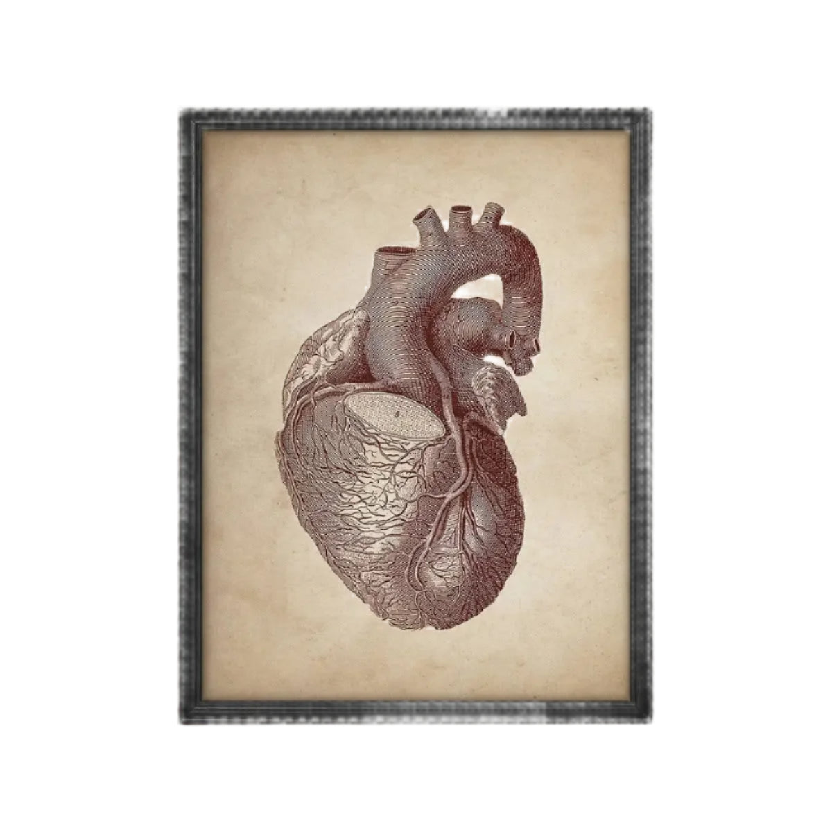 Vintage Human Heart Anatomy Medical